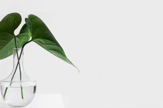 leaves-header Thumbnail